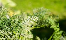 Făinarea morcovului Făinarea morcovului